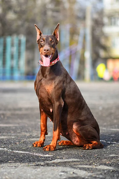 Dobermann Posiert Mit Hundeporträt — Stockfoto