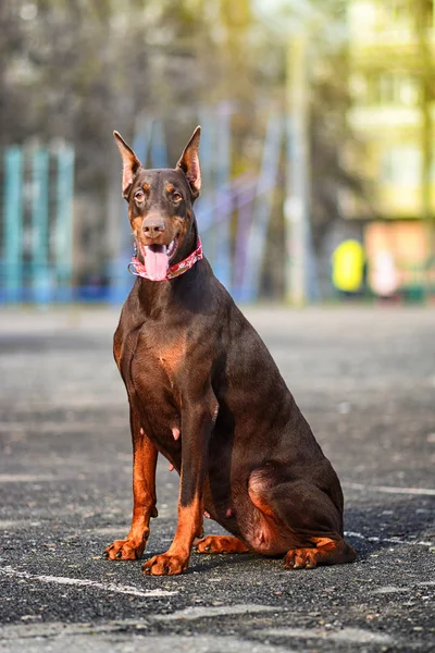 Doberman Posing Dog Portrait — Stock Photo, Image