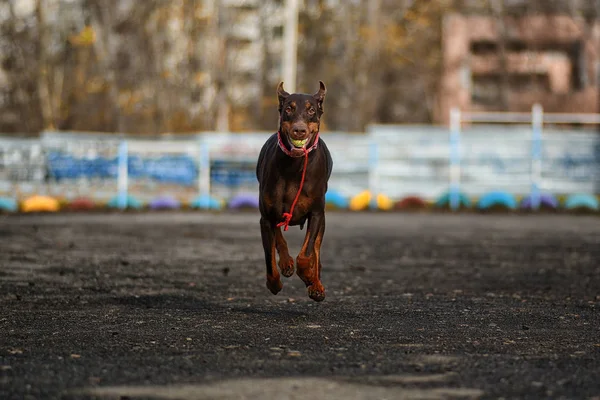 ドーベルマンポーズ犬の肖像画 — ストック写真