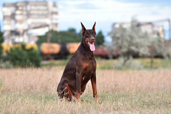 Doberman Pozowanie Psa Portret — Zdjęcie stockowe