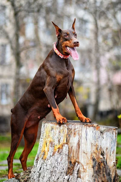 Doberman Posant Portrait Chien — Photo