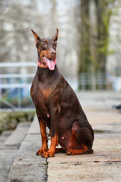 Doberman Posando Cão Retrato — Fotografia de Stock
