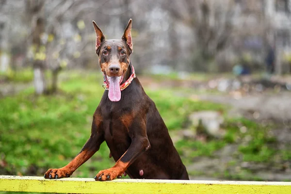 ドーベルマンポーズ犬の肖像画 — ストック写真