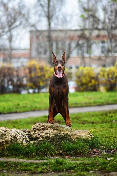 Doberman Pozowanie Psa Portret — Zdjęcie stockowe