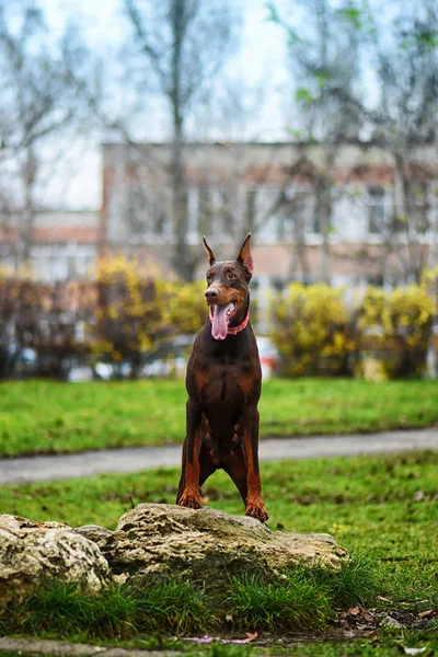 ドーベルマンポーズ犬の肖像画 — ストック写真
