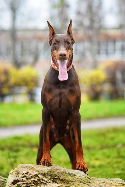 Doberman Poserar Hund Porträtt — Stockfoto