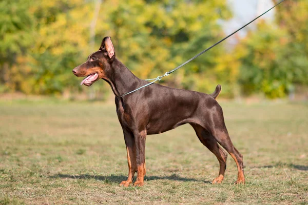 Doberman Poserar Hund Porträtt — Stockfoto
