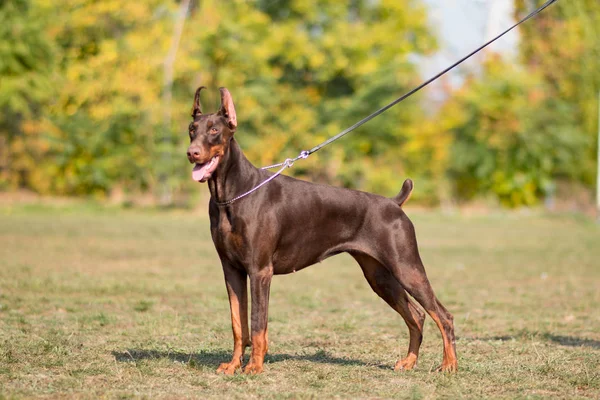 Doberman Poseren Hond Portret — Stockfoto