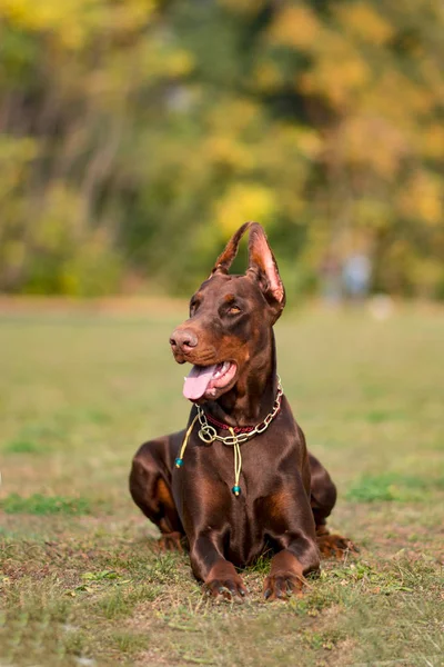 Dobermann Posiert Mit Hundeporträt — Stockfoto