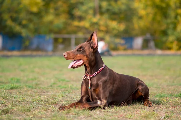 Dobermann Posiert Mit Hundeporträt — Stockfoto