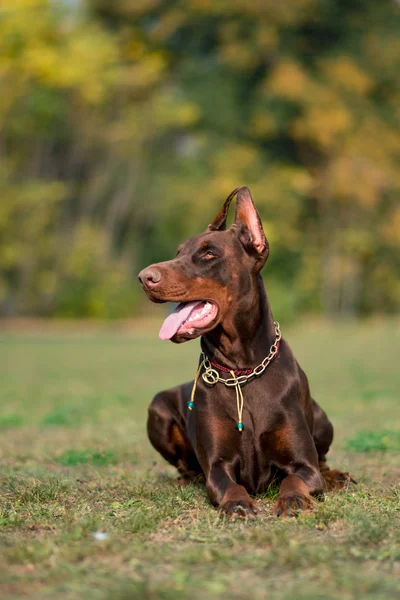 Dobermann Posiert Mit Hundeporträt — Stockfoto
