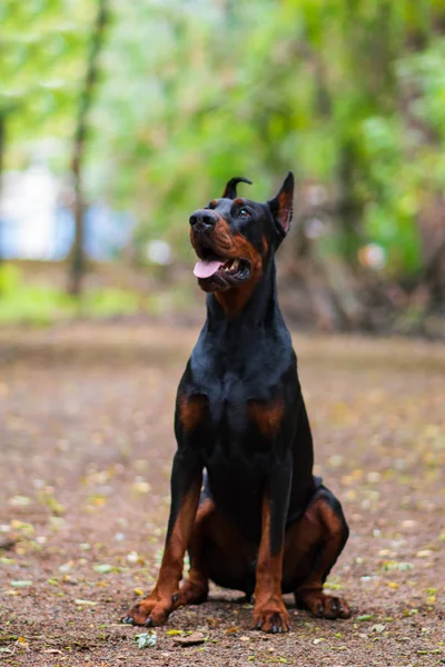 Doberman Pozowanie Psa Portret — Zdjęcie stockowe