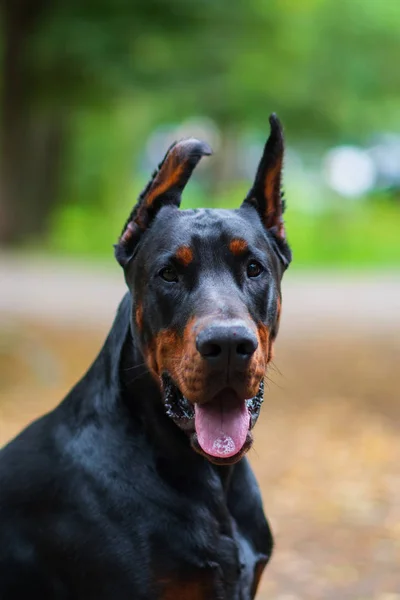 Dobermann Posiert Mit Hundeporträt — Stockfoto