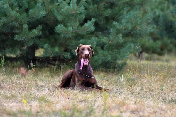 Dobermann Posiert Mit Hundeporträt — Stockfoto