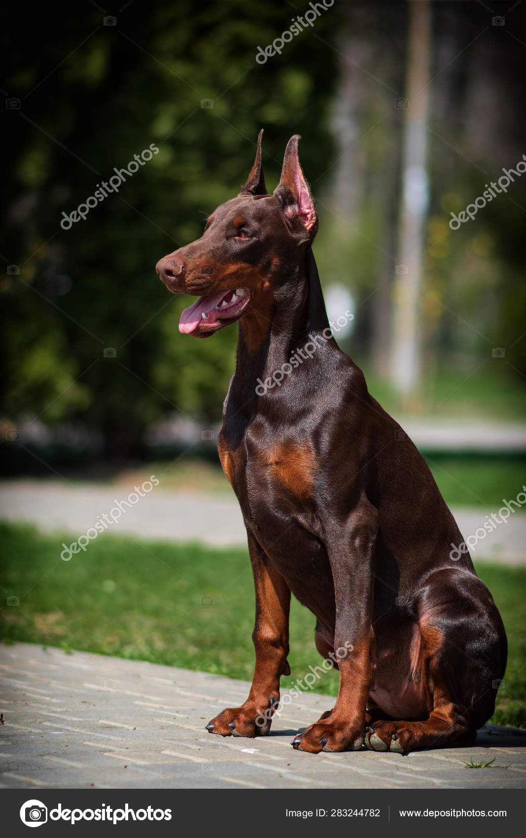 Doberman Dog Best Frend Puppy Stock Photo by ©doberrona 283244782