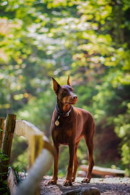 Doberman köpek en iyi frend köpek yavrusu