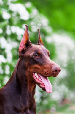 Parkta poz veren bir doberman.