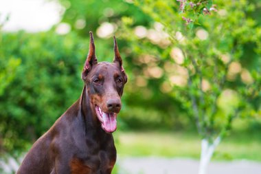 Parkta poz veren bir doberman.