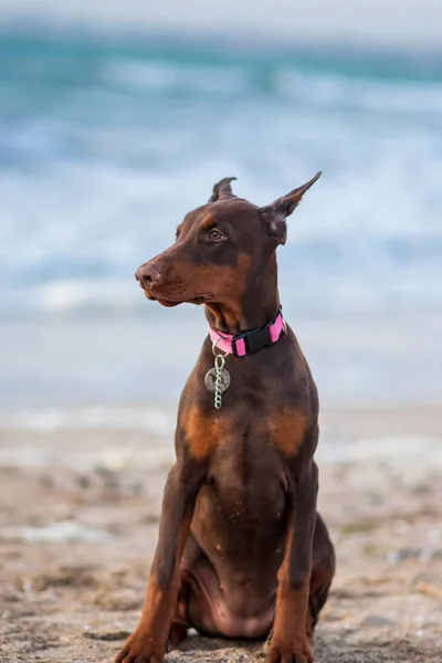 Doberman Pinscher Perro Mar —  Fotos de Stock