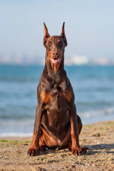 doberman pinscher sea puppy dog