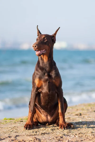 Doberman Pinscher Zee Puppy Hond — Stockfoto