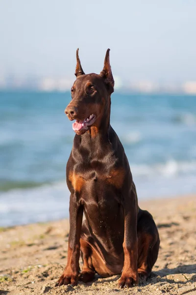 Doberman Pinscher Tengeri Kiskutya — Stock Fotó