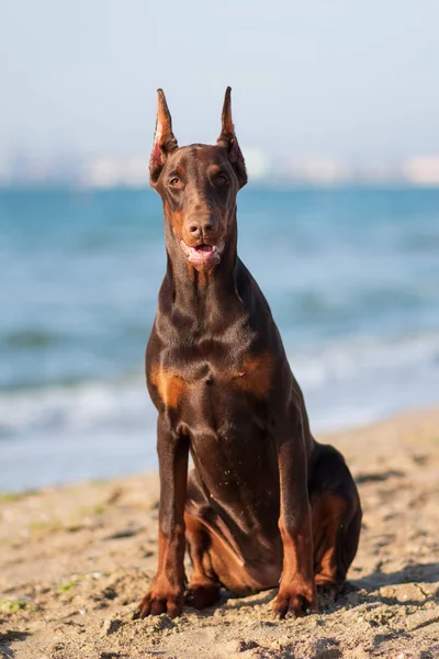 Dobrman Pinscher Mořský Pejsek — Stock fotografie