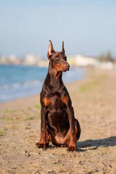 Doberman Pinscher Havet Valp Hund — Stockfoto