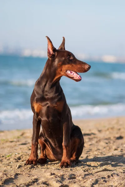 Dobrman Pinscher Mořský Pejsek — Stock fotografie