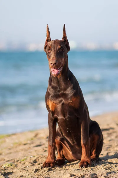 Doberman Pinscher Perro Mar —  Fotos de Stock