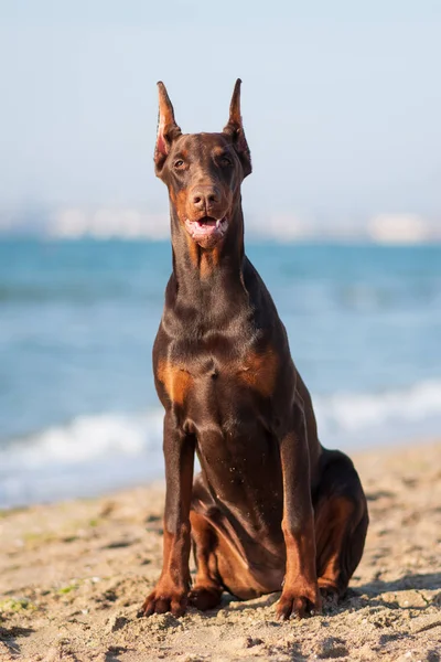 Doberman Pinscher Chiot Mer Chien — Photo