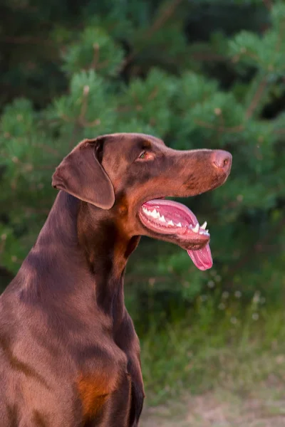 Doberman dog best frend puppy