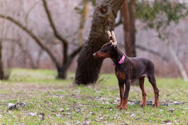 Dobermann Hund Bester Freund Welpe — Stockfoto