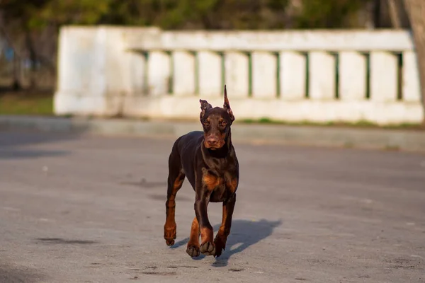 Doberman Pies Najlepszy Frend Szczeniak — Zdjęcie stockowe