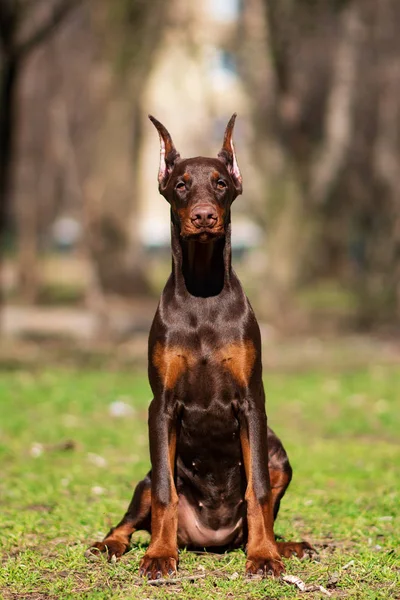 Doberman Dog Best Frend Puppy — Stock Photo, Image