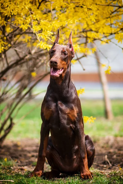 Doberman Köpek Iyi Frend Köpek Yavrusu — Stok fotoğraf