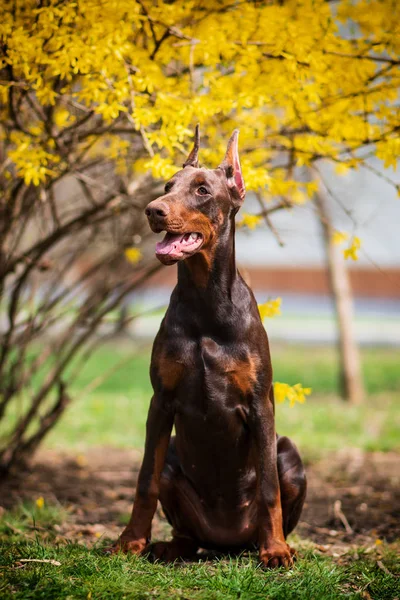 ドーベルマン犬最高のフレンド子犬 — ストック写真