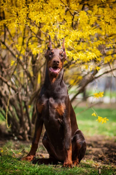 ドーベルマン犬最高のフレンド子犬 — ストック写真