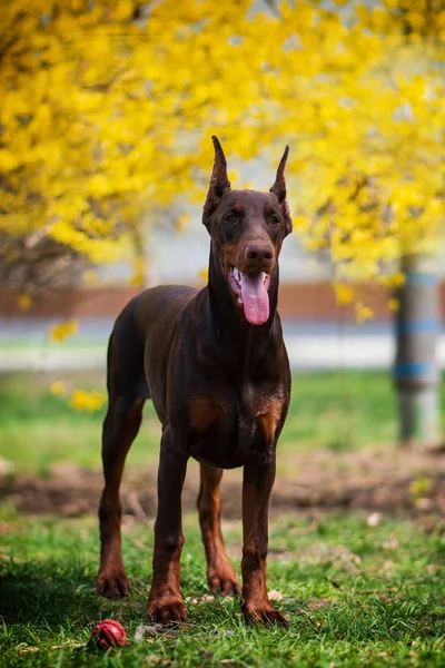 Doberman Chien Meilleur Chiot Frend — Photo