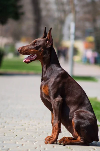 Doberman Cão Melhor Cachorro Frend — Fotografia de Stock