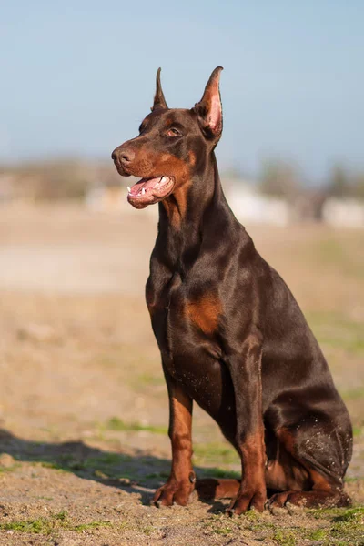 ドーベルマン犬最高のフレンド子犬 — ストック写真