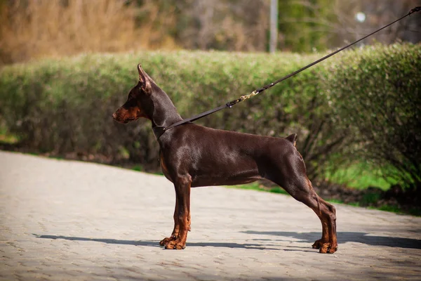 Doberman Hond Beste Frend Puppy — Stockfoto