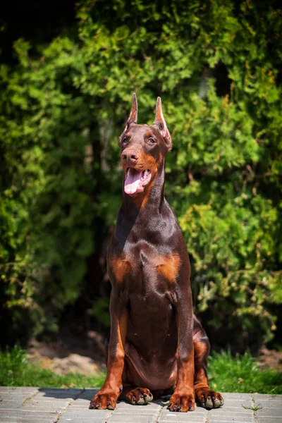 Doberman Pies Najlepszy Frend Szczeniak — Zdjęcie stockowe