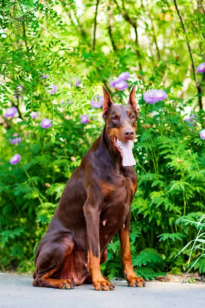 Doberman Chien Meilleur Chiot Frend — Photo