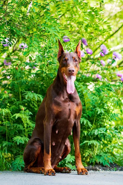 Doberman Köpek Iyi Frend Köpek Yavrusu — Stok fotoğraf