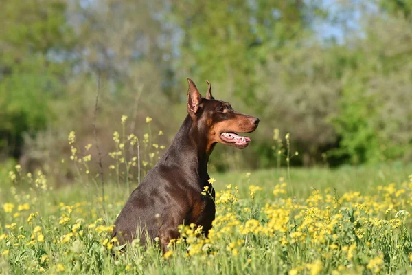 Doberman Pózol Egy Városi Parkban Kiskutya — Stock Fotó