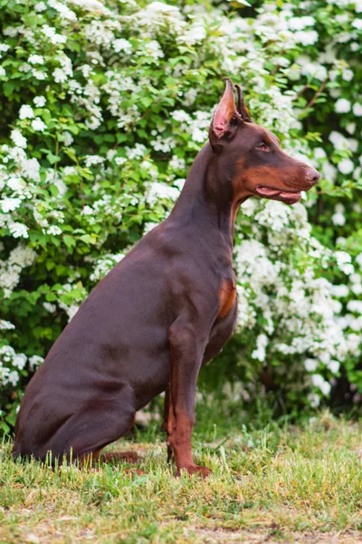 Doberman Berpose Taman Kota Anak Anjing — Stok Foto