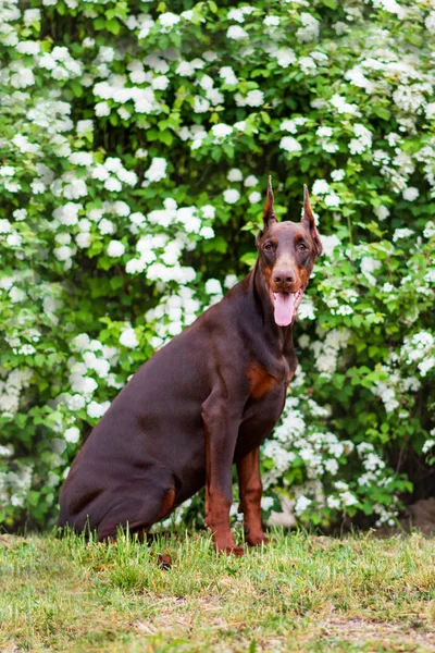 Doberman posing in a city park puppy