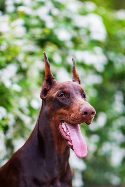 Doberman Pózol Egy Városi Parkban Kiskutya — Stock Fotó