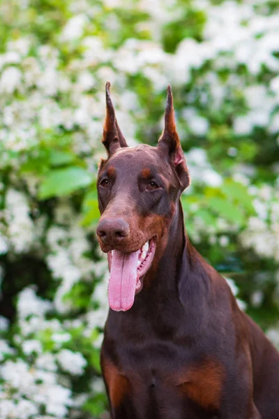 Doberman Pozowanie Parku Miejskim Szczeniak — Zdjęcie stockowe